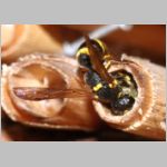 Symmorphus gracilis - Lehmwespe 11b 9mm beim Nestverschluss fdet11.jpg